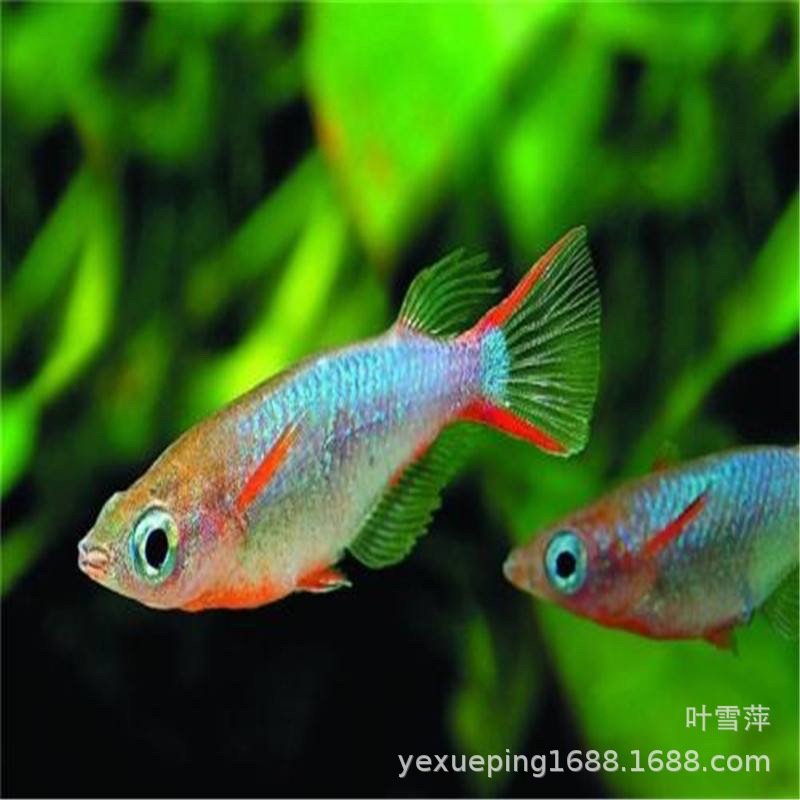 七彩稻田鱼活体 灯科鱼小型鱼淡水草缸鳉鱼 养殖场直销热带观赏鱼