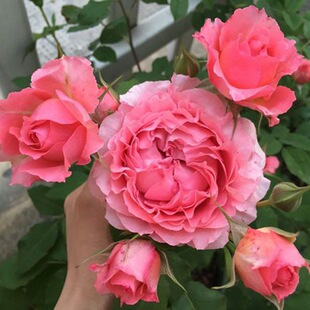One Piece Drop Shipping Coral Jelly Rose Seedlings Pink Extra Large Flowers Fragrant Balcony Courtyard Flowers Four Seasons Roses