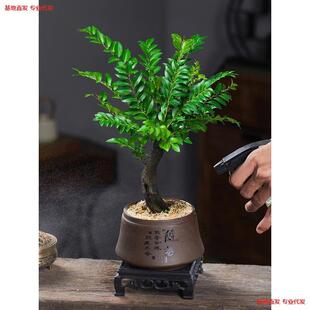 С�~��̴�辰�Ϙ�ֲ���҃Ȳ�׿͏d�k����������ļ����B�Gֲ����