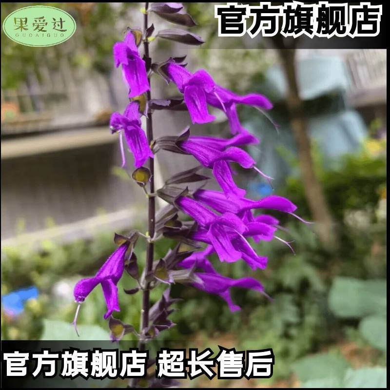 Una cadena de semillas rojas cadena de semillas rojas resistente a altas temperaturas resistente a la sequía flores polvo largo blanco púrpura mezcla jardín en maceta semillas de plantas mar de flores