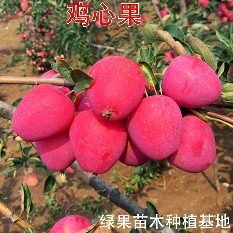 鸡心果苗 东北小苹果 鸡心果树苗 耐寒果树 南北方种植盆地栽果苗