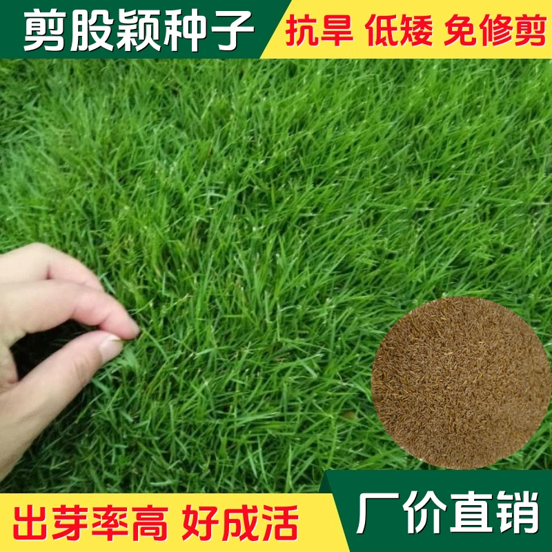Оптовая продажа высококлассных газонов, срезая семена, слабые срезая, срезая, срезая, срезая, срезая, семена травы, дворовая вилла