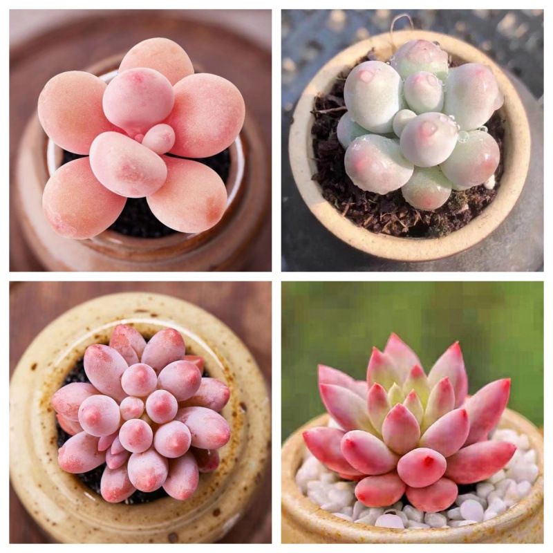 粉色罕见小多肉迷你植物组合套餐新手学生桌面办公室好养盆栽花卉