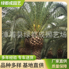 加拿利海枣 绿化行道加拿利海枣 两米加拿利海枣苗木美化