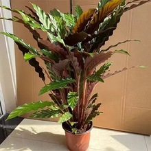 ���W�L�ϱ����� �w�� ����ϲ����ԾGֲ���܃����՚��k���ҿ͏d