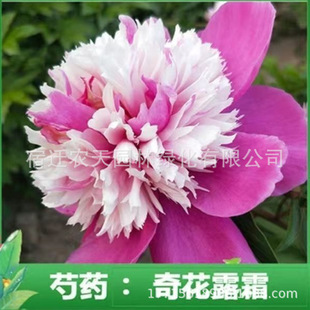�ذ����ș�N���ļ��׷N���Ի��ܷN�Ӹ��F���҃�ͥԺ�������ļ�