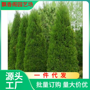 一件代发特价塔柏蜀侩 松柏树苗 塔松 侩柏 墓地松 柏树塔柏 清明-阿里巴巴