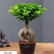 人参榕树盆景公室内桌面客厅绿植花卉四季常青小榕树盆栽易活植物