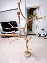 去皮干树枝原木灯架树杆枯木造型树杈橱窗装饰摆件鸟站架枯树杆