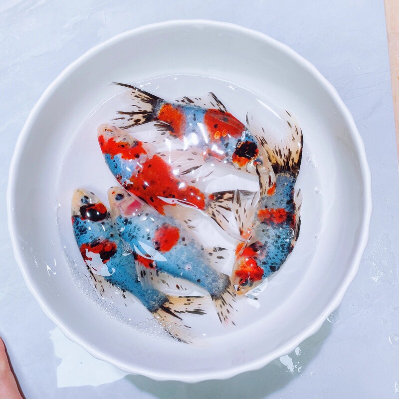 Ornamental Fish, Grass Goldfish, Flower Parrot, Freshwater Fish, Cold Water Parrot, Grape Eye, Grass Goldfish, Live, Easy to Care for