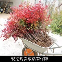 南天竹苗庭院耐寒观叶植物四季变色花卉绿篱盆栽绿化苗红叶花镜