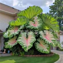 羳̹؛~NӴ~pɫNļԷN