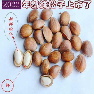 松子秦巴山区野外生产 手工挑选 产地一手货源2023年新货已上市
