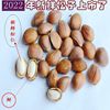 松子秦巴山区野外生产 手工挑选 产地一手货源2023年新货已上市