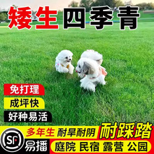 耐旱草坪种子四季青免修剪绿化草皮草籽庭院别墅护坡草种子抗寒