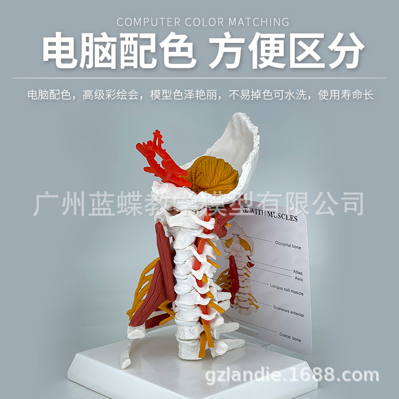 ���徱׵ģ�ʹ��������Ը����Ǽ�׵����ҽѧ��ѧ����ģ�Ϳɲ�װ