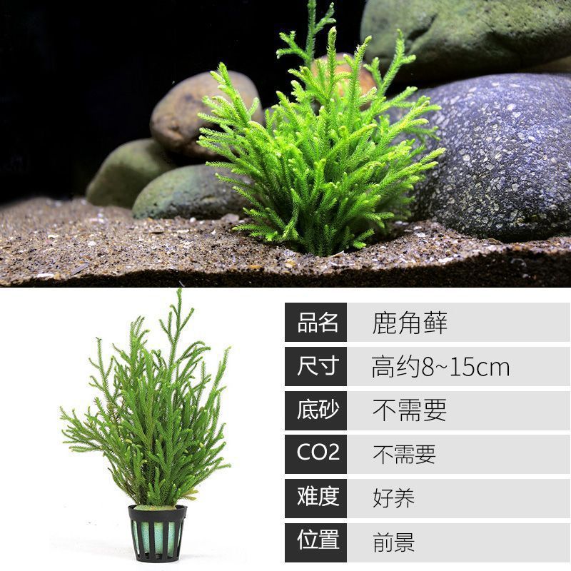鹿角榕懒人水草植物无土耐活耐低温苔藓鱼缸生态瓶雨淋缸造景阴性