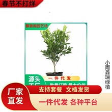 ��Ʒ�N��Ƥ�۽��� ����һ̖��������������� �޽ӟo���۽��Ә���