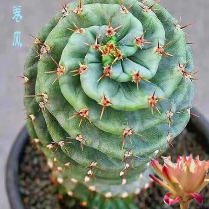 Коллекция цветущих суккулентов «Торнадо Кактус», улучшенная спиральная форма, в горшке для дома