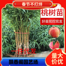 一件代发嫁接桃树果苗水蜜桃锦绣黄桃苗血桃黑桃子南北方种植蟠桃