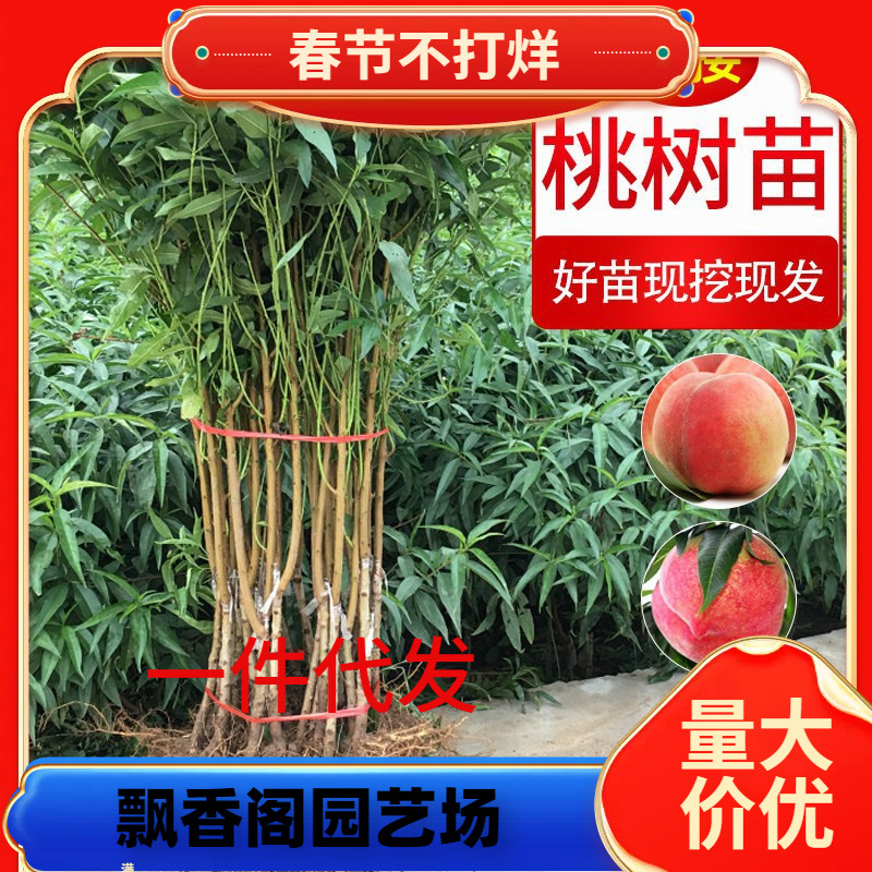 一件代发嫁接桃树果苗水蜜桃锦绣黄桃苗血桃黑桃子南北方种植蟠桃