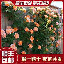 һ�����l�Nޱ�����ٱ��¼��󻨝���ͥԺ����ֲ�ﻨ�������̨õ��