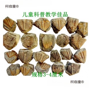 ��Ȼ��ʯ�^�pʯ�ջ�ʯ���~�xβ��覴ý̌W���Ճ�ͯ�dȤ��ʯ��̫��