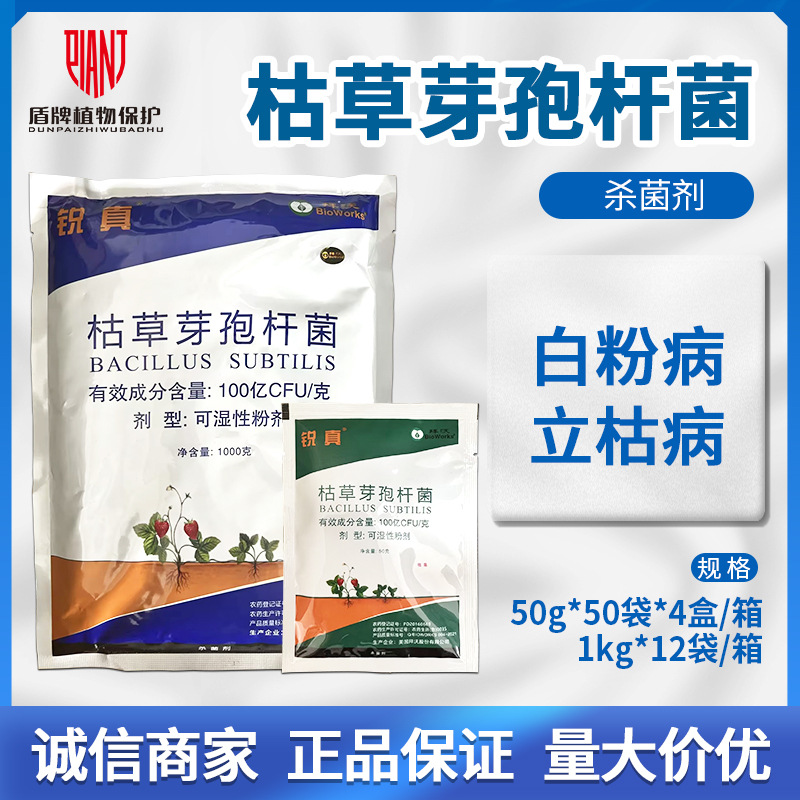 拜沃锐真枯草芽孢杆菌人参立枯病草莓白粉病杀菌剂可湿性粉剂农药