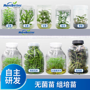 �M��ƿ��ԭ�N���FƤʯ��ɏ�{ݮ�����ջ������ݮ�D�ӔU��