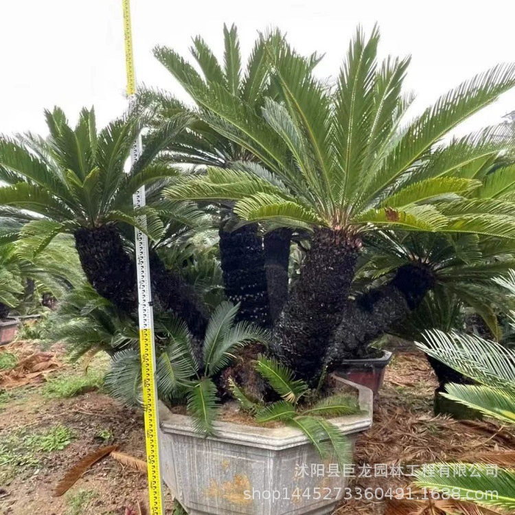 Всегодичные всесезонные саженцы цикады, также известные как саженцы железного дерева, можно посадить в горшки, а характеристики саженцев для озеленения сада полностью готовы.