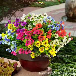 ���R�d�羳���滨�ȼ�����ɫ�������m����ٻ��҃��⻨�@��Y�b�