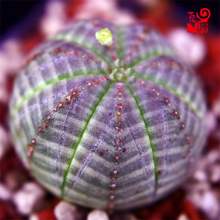 �o��꪿��򲼼y������ֲ���_��Ʒ�N���������ꪽM��С���ܵĴ��_