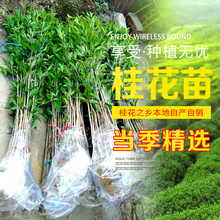 �Gֲ�𻨽����˻�������B����ԭ��ֲ�九�G���������