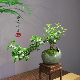 Styling Cliff June Snow Old Stump Potted Bonsai Plant Indoor Flower Office Desktop Easy to Maintain