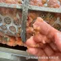 粉碎压榨水果柠檬打汁机