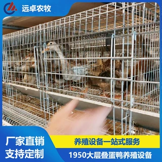 自动捡蛋行车喂料 H型框架蛋鸭养殖设备 四列五层蛋鸭养殖笼设备