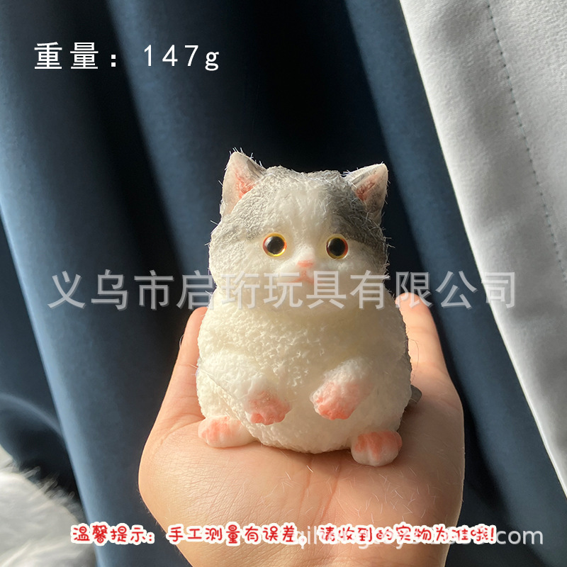 Super lindo gato gordo pellizco pellizco pelliz