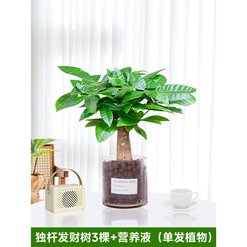단일 줄기 머니 트리 3개 [단일 식물에는 꽃병이 포함되지 않음] 영양 용액 1팩 포함