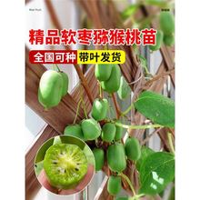 软枣猕猴桃树果苗红心弥猴桃苗盆栽庭院地栽水果树苗果树四季种植