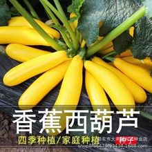 香蕉西葫芦种子水果型一年四季黄色水果西葫芦角易种蔬菜种子大全