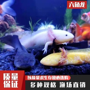 ���ǿ������~ϔ󢵭ˮ�~������B�^�p�~�o����ˮ���~�������~����