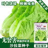 Lettuce seeds, lettuce salad seeds, lettuce seeds, vegetable seeds wholesale vegetable seed seed seed seed company