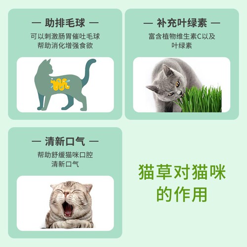 Wheat seed hydroponic cat grass canned seedling tray lazy cat hair ball piece dog grass mint potted plant manufacturer