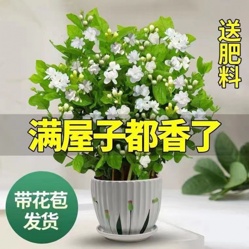 带花苞重瓣茉莉花盆栽浓香型好养室内阳台四季开花驱蚊虫净化空气