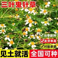 野生中草药三叶鬼针草粘人草种子籽春秋种植易种药用植物药材种子