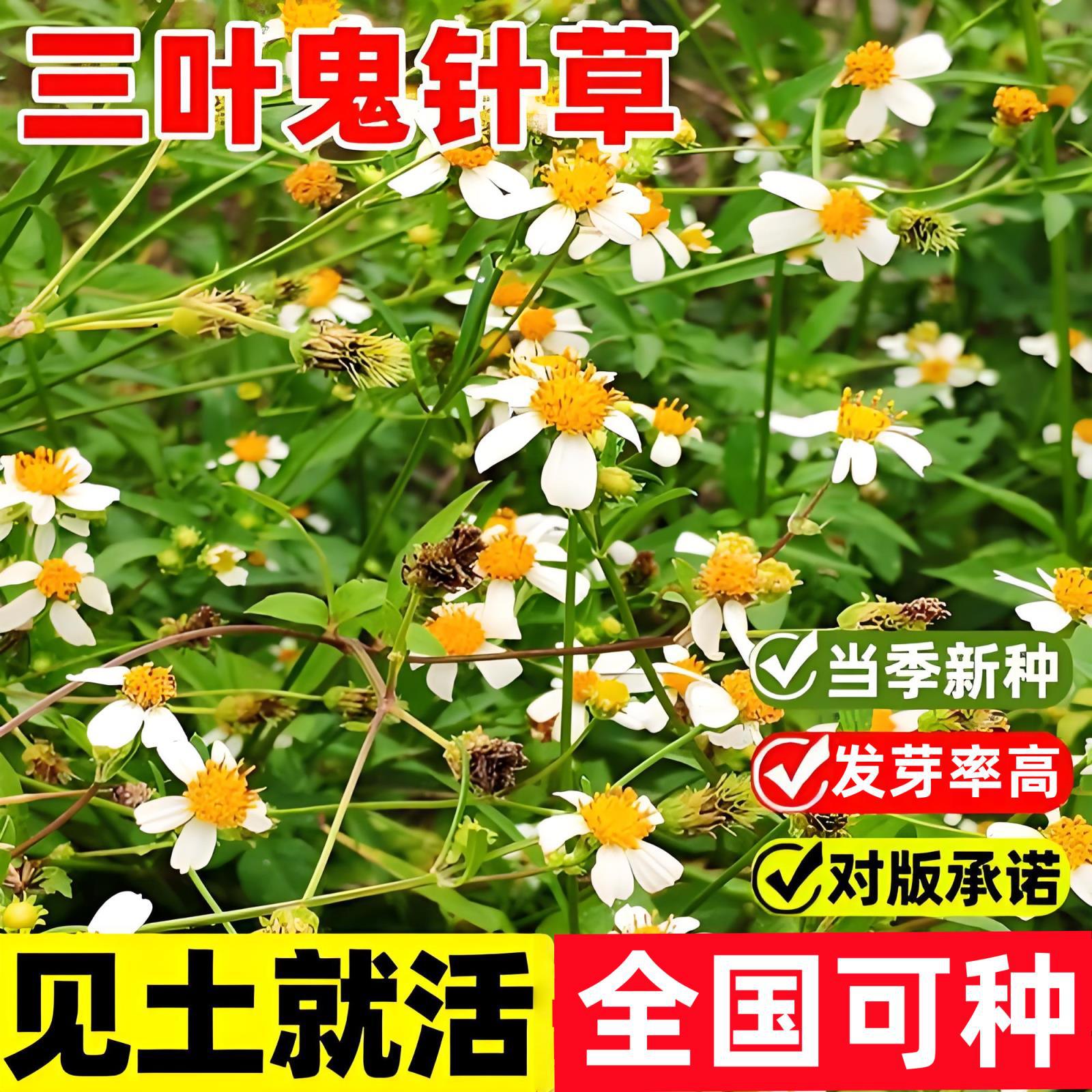 野生中草药三叶鬼针草粘人草种子籽春秋种植易种药用植物药材种子