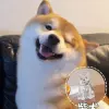 Larger size (Shiba Inu) spot