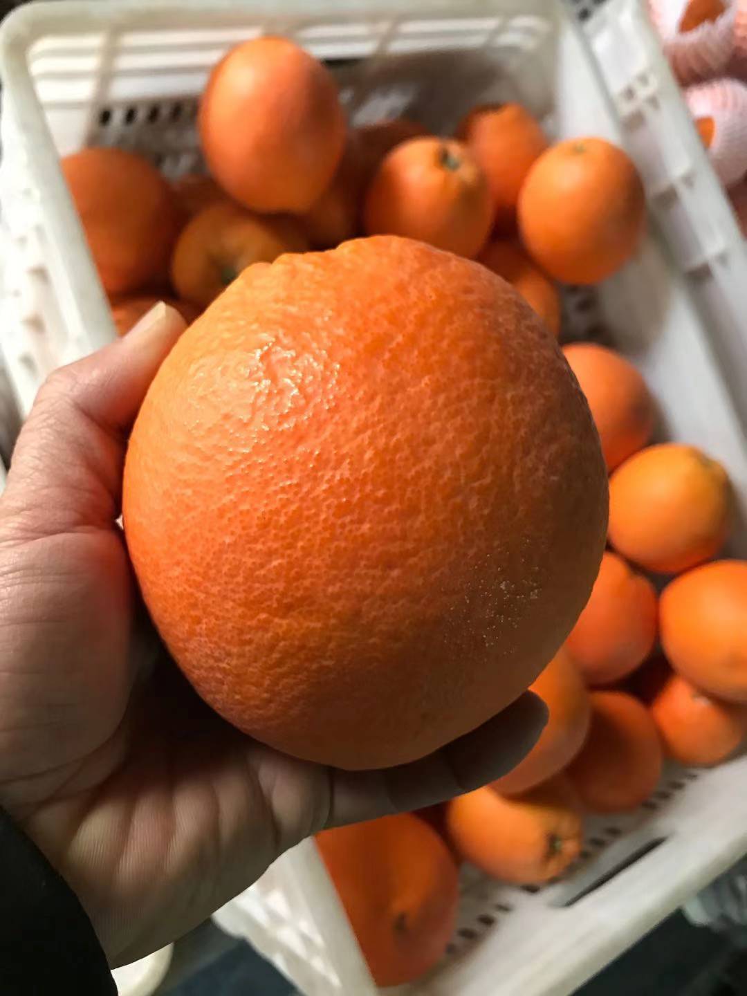 江西赣南脐橙10斤20斤超大果寻乌甜脐橙新鲜水果现摘手剥橙子批发|ru