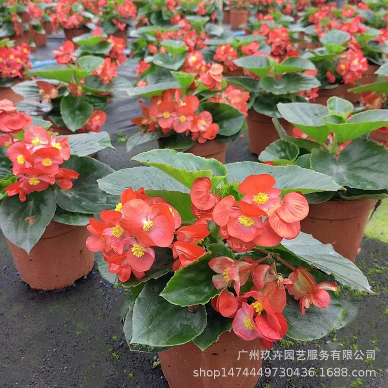 Большой цветок Бегония Гостиная Балкон Цветочное украшение Горшечный цветок и лист Зеленое пространство Групповая посадка Адаптивность Красочные прямые продажи