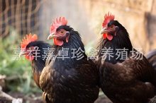 觀賞雞有哪些品種 肉雞蘆花雞紅玉雞珍珠雞 葯用五黑雞火雞